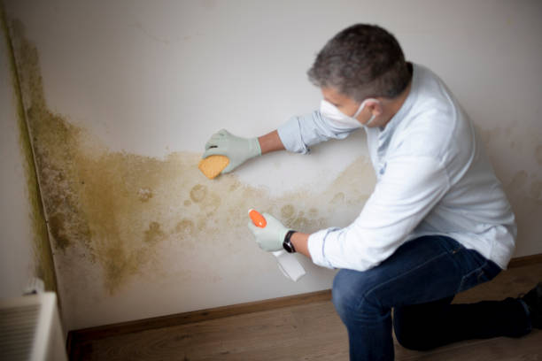 Best Industrial Mold Remediation  in East Renton Highlands, WA